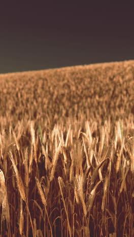 golden wheat field