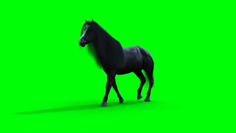 el caballo negro caminando. la animación realista de la pantalla verde.