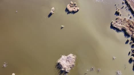 Vegetation-Lagoon-over-water,-Albufera-Natural-Park,-Valencia-Spain-top-down-view