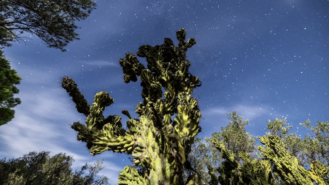 스페인에서 선인장을 전경으로 한 스타랩스