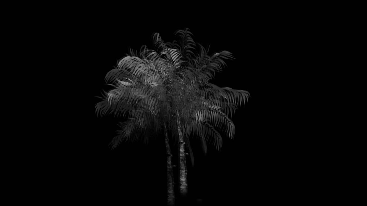 palmero monocromo 4k