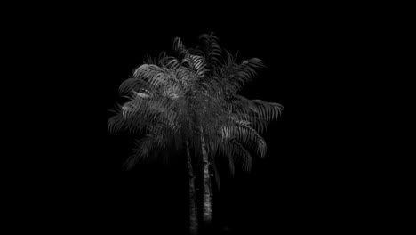 monochrome palm tree 4k