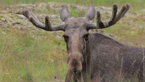 alce con grandes cuernos en un bosque