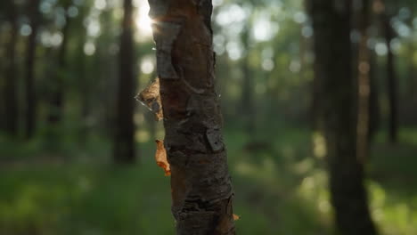 corteza de árbol con capas de pelado en un bosque iluminado por el sol, creando un abstracto natural
