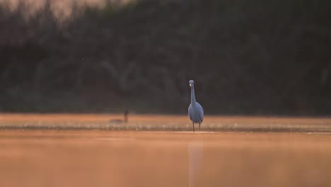 White-heron,-Great-Egret,-fishing-in-the-lake