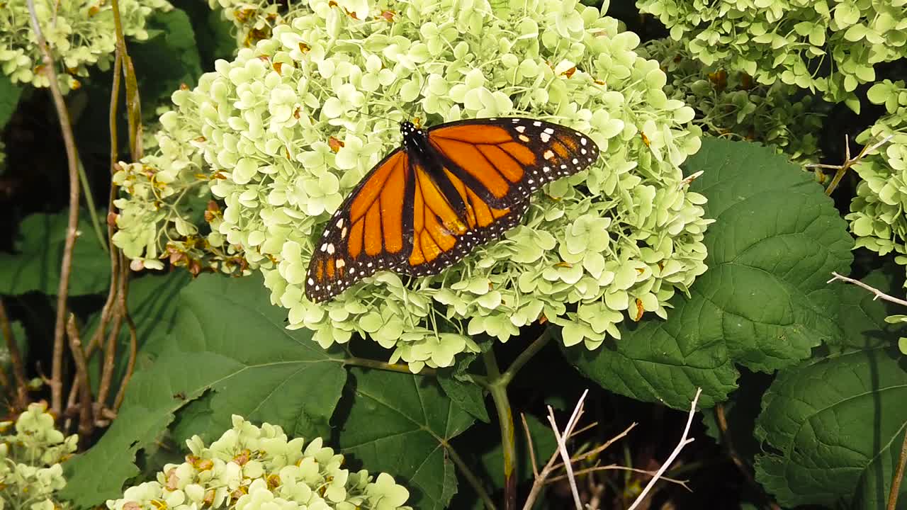 mariposa en cámara lenta en planta verde disparo medio boom hacia abajo a disparo apretado