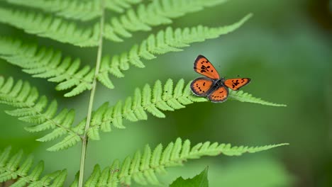lycaena kasyapa, the green copper butterfly on a fern leaf.
