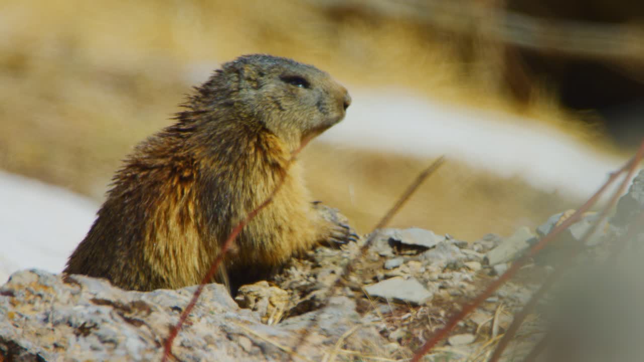 A marmot is inspecting its surroundings from a burrow