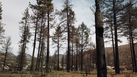 Panning-down-close-up-shot-of-a-badly-burned-tree-from-a-wildfire-several-years-ago-near-Idyllwild,-California