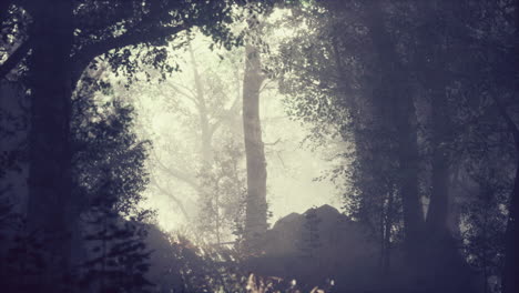 magic dark summer forest scenery with rays of warm light