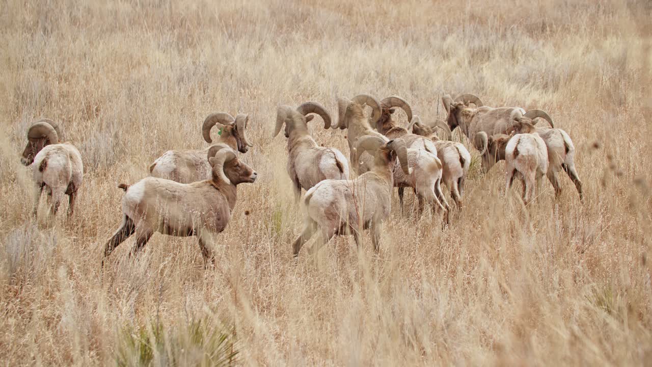 Tanrılar Bahçesi'nde otlayan bir bighorn koyun sürüsü, altın rengi ot arka planıyla