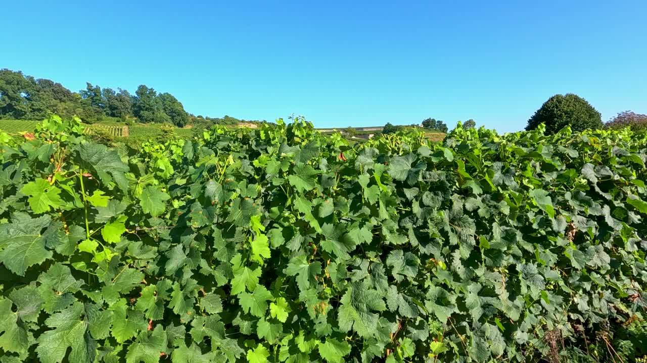 viñas exuberantes bajo un cielo azul claro