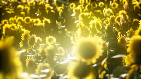 campo de girasol en una cálida noche de verano