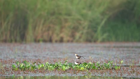 Estera-De-Jacana-De-Cola-De-Faisán-En-Temporada-De-Cría-En-Un-Estanque-De-Flores-De-Loto