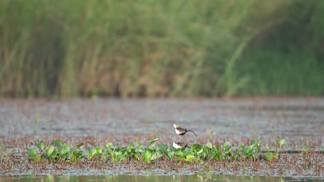 pheasant tailed jacana matting in breeding season in lotus flower pond