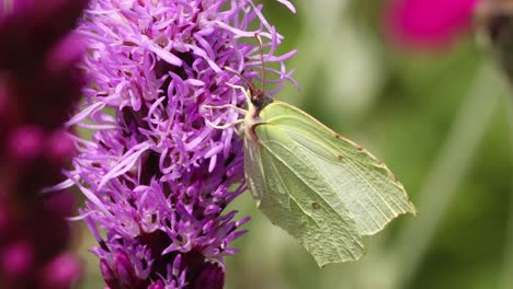 Flaschenbürste-Blume-Mit-Zitronenschmetterling-Fütterung-Mit-Grünem-Laub-Und-Anderen-Blumen-Unscharf-Im-Hintergrund-Verschwommen