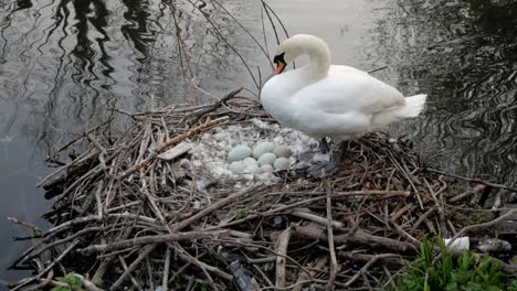 swan mother protecting nest of cygnet eggs on wild lake