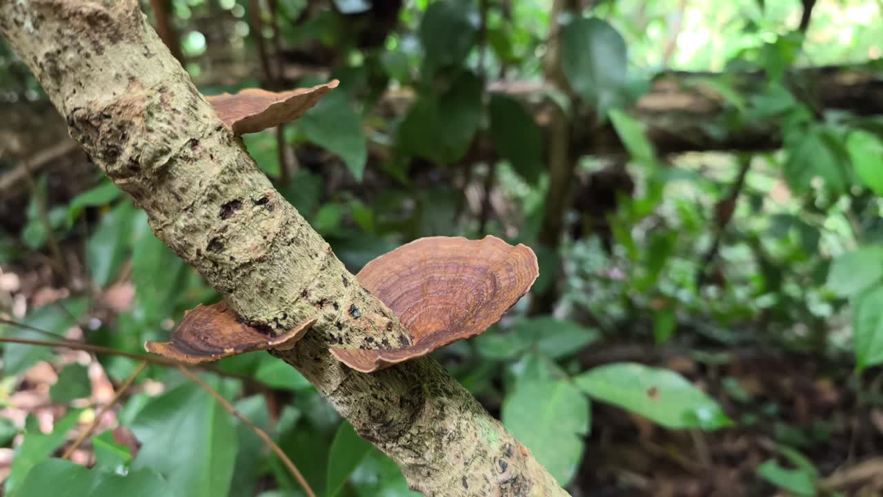Jamur liar berwarna cokelat tumbuh dari dahan mati di hutan hujan tropis. Jamur-jamur ini memiliki bentuk setengah piring yang unik. Mereka tumbuh subur di lingkungan hutan yang lembap