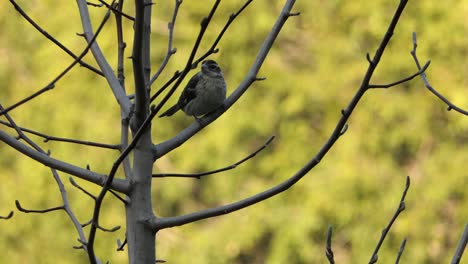 red-breasted grosbeak female bird sitting on tree branch overwatching surroundings, forestry background