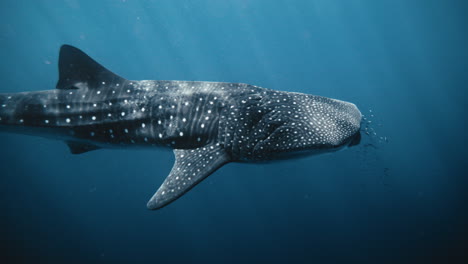 whale shark underwater
