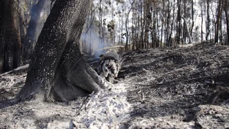 Distant-view-of-a-smouldering-log-from-a-bushfire