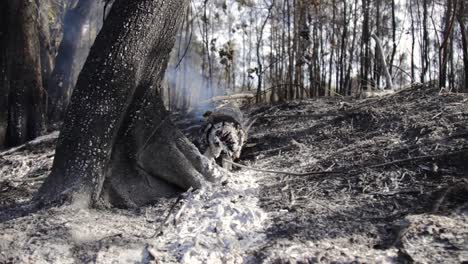 vista lejana de un tronco humeante de un incendio forestal