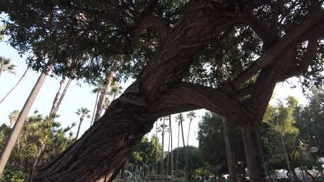 palm tree gardens in the center of municipal park of limassol, cyprus - wide pull out gimbal shot