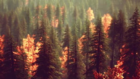 forest fire