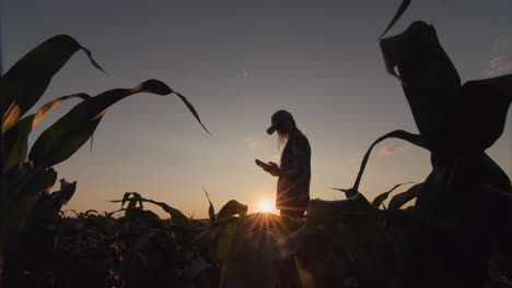 Una-Joven-Campesina-Se-Encuentra-En-Un-Campo-De-Maíz-Al-Atardecer.-Usa-Una-Tableta