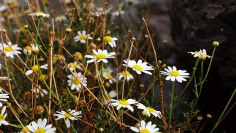 close up of the daisy flowers during the day time, tenerife, handheld