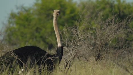 a flock of ostriches roams the african savannah