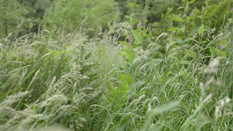 Grasses,-foxgloves,-ferns-and-nettles-blowing-in-the-wind,-slow-motion,-Sony-FX30