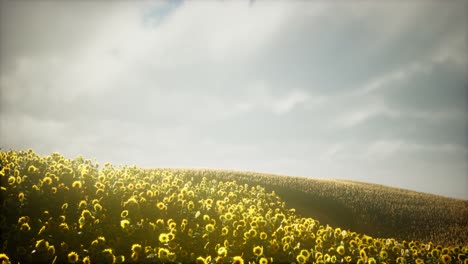 Wunderschöne-Sonnenblumen-Und-Wolken-In-Einem-Sonnenuntergang-In-Texas