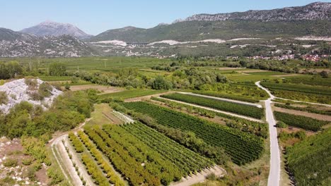 wine vineyards in umcani, split-dalmatia, croatia - aerial