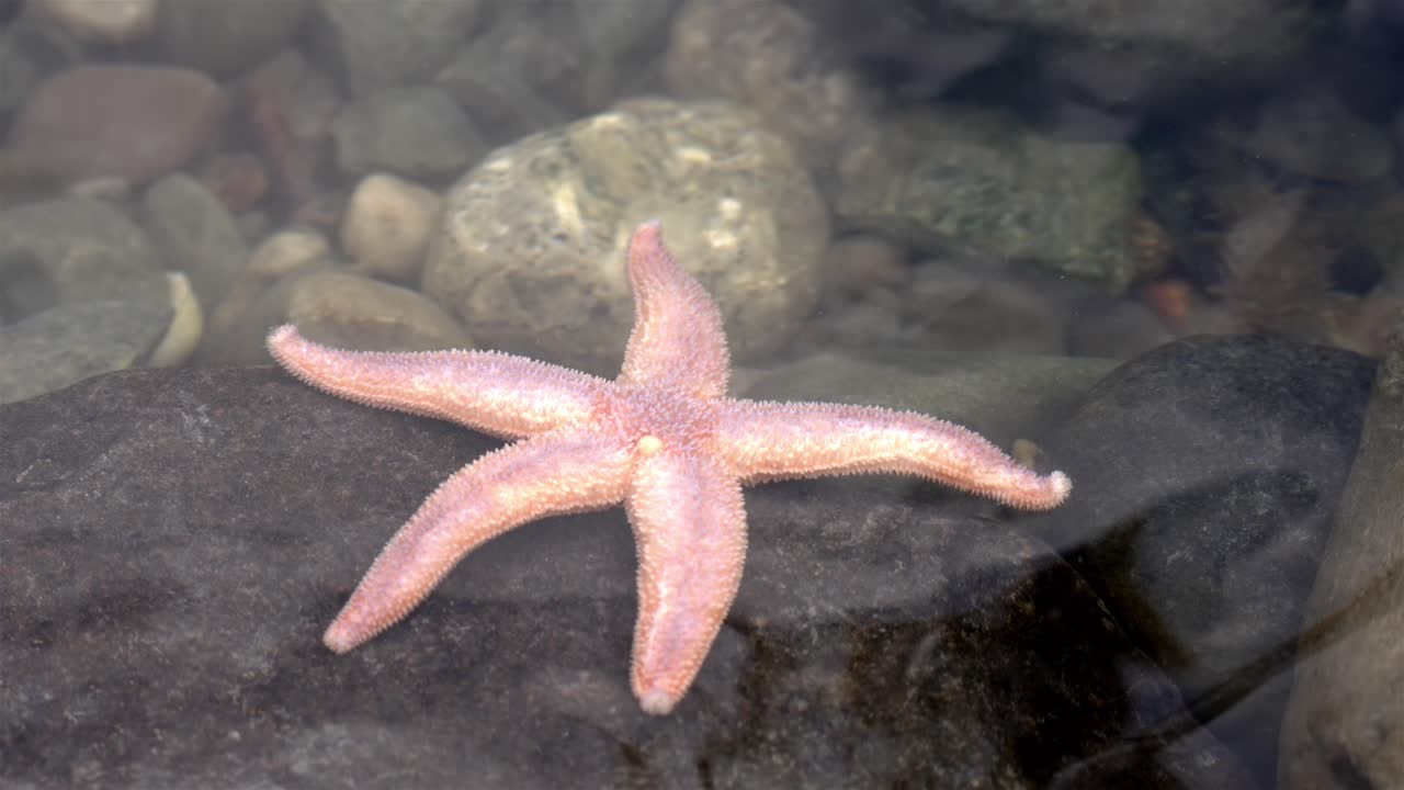 la estrella de mar rosa y blanca se cepilla lentamente a través de una gran roca en una piscina de marea de agua clara