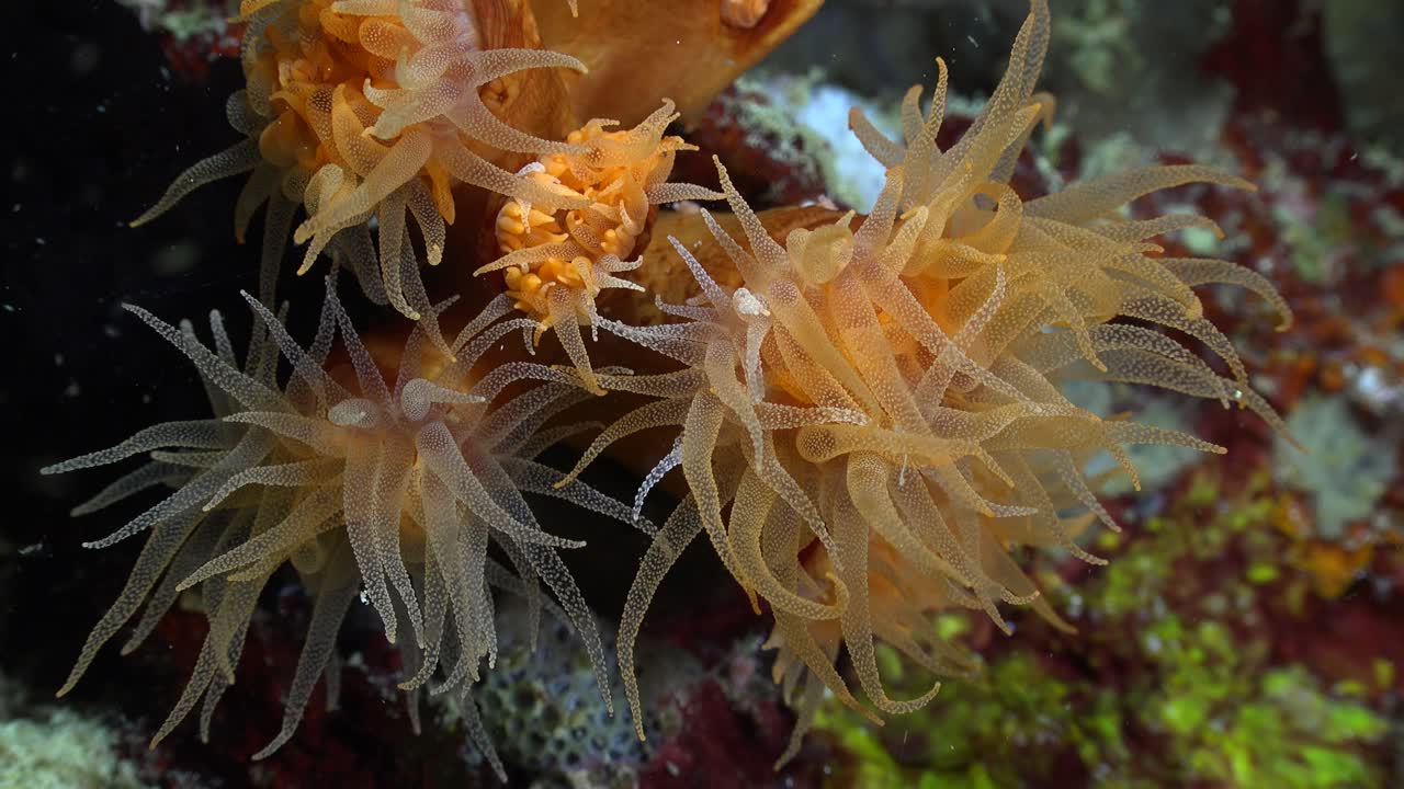 orange sea anemones during night time on a tropical coral reef
