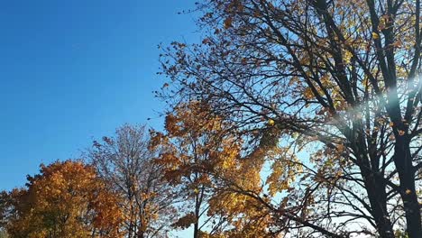 las hojas de otoño caen de los árboles en un día soleado-1