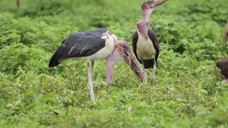 marabou stork scavenging on a kill, scavenger bird eating bones on a dead body and carcass in serengeti national park in tanzania in africa on african wildlife safari animals game drive