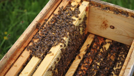 open hive with bees. honey bees crawl in an open hive on wooden honeycombs doing teamwork. close-up. beekeeping concept in agriculture.