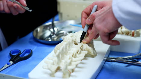 male hand touches the spine dummy and draws with a black marker. pedagogue demonstrates neurosurgery in practice.