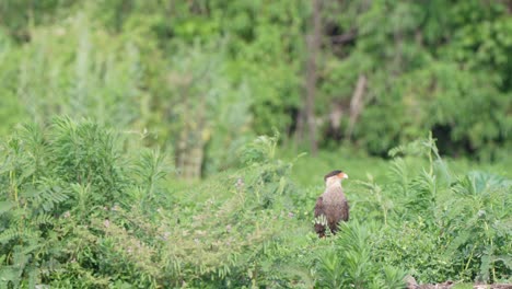 sharp looking crested caracara, caracara plancus standing in the middle of dense green vegetations, looking and searching for its next prey to hunt on a windy day