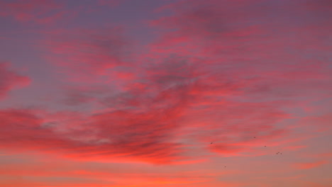 birds flying over purple sunset in sofia, bulgaria