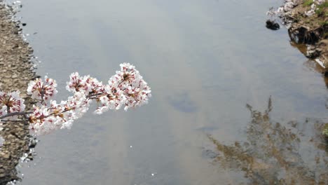 Landscape-view-of-the-beautiful-natural-sakura-flower-in-full-bloom-with-background-of-flowing-water-in-small-canal-in-spring-sunshine-day-time-in-Kikuta,Fukushima,Japan