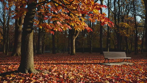 autumn park scene with colorful leaves