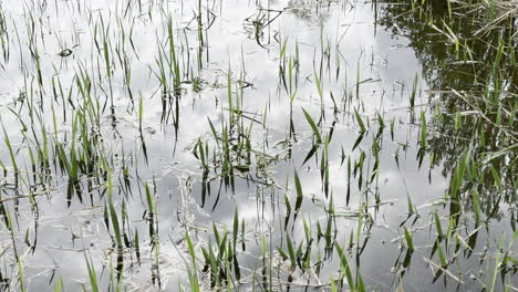 Statische-Ansicht-Von-Pflanzen,-Die-In-Einem-Wasserbecken-Wachsen