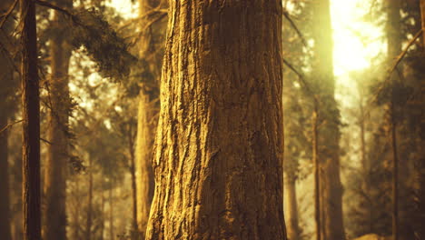golden light filtering through towering trees in a tranquil forest setting