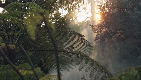 Sunny-evening-in-jungle-landscape-with-rising-smokes,-handheld-view