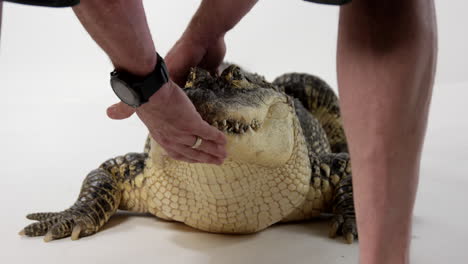 Animal-handler-calms-American-Alligator-and-steps-away---white-background---dangerous-animal