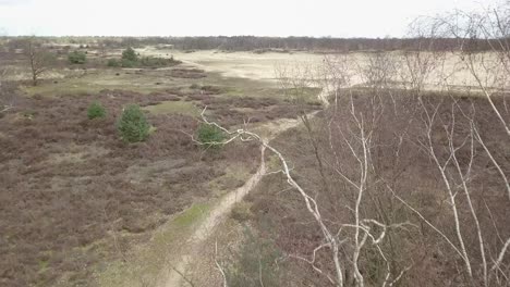 fly through the tree in the dry sand dune in the winter season in the netherlands.