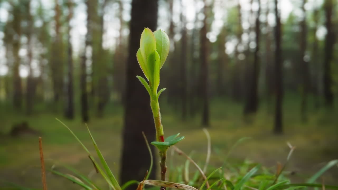 Spæd spirende plante i naturlige omgivelser ved solopgang.